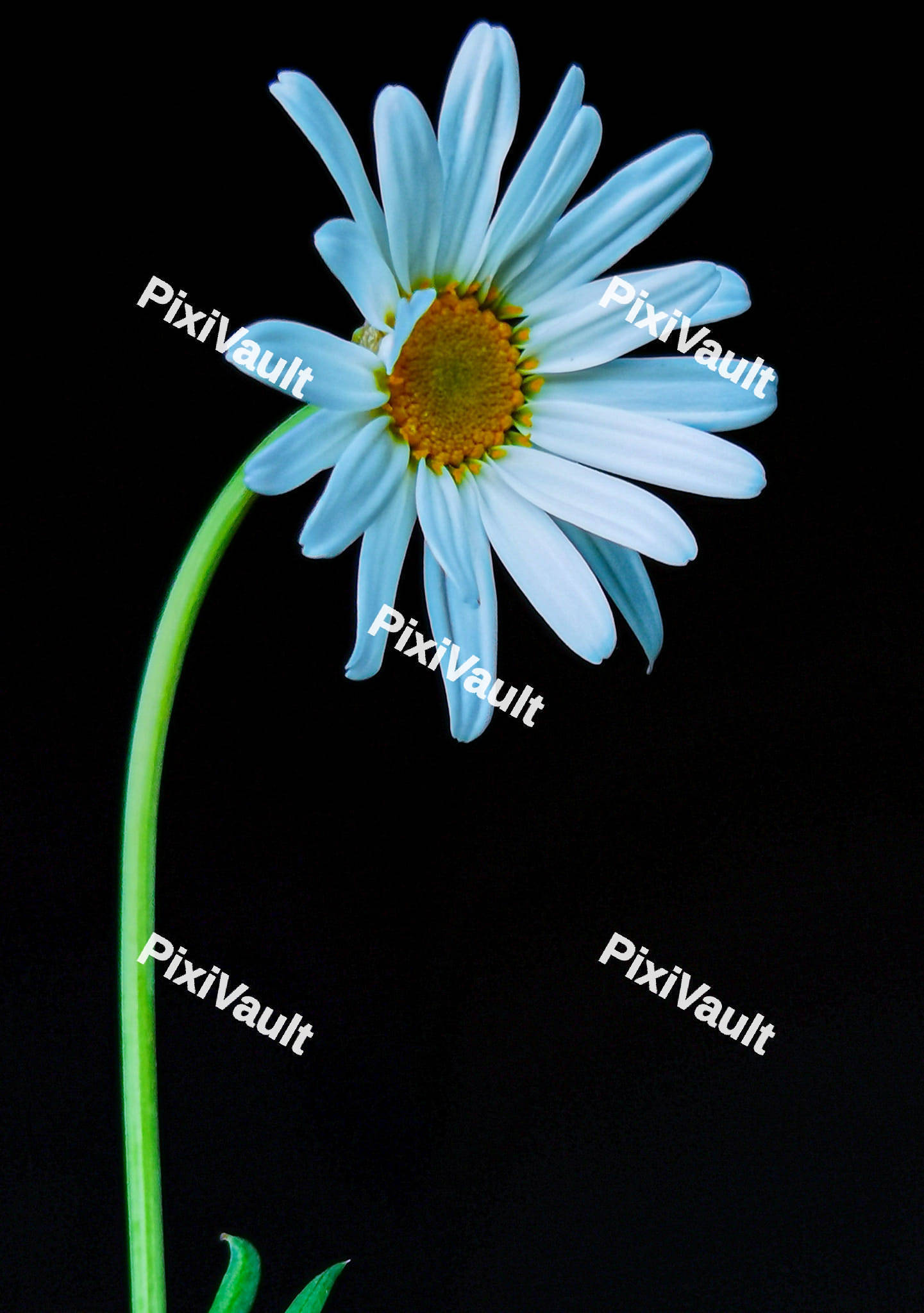 White Daisy flower